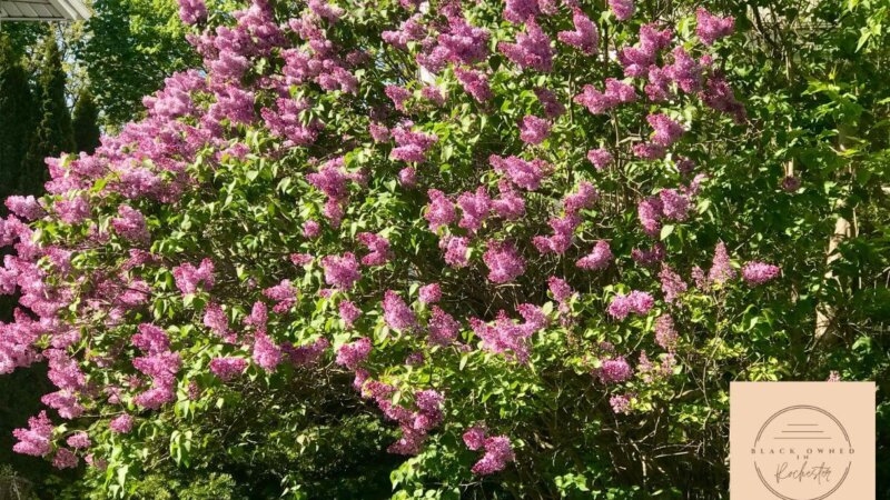 Popular Festivals in Rochester NY Black Owned in Rochester