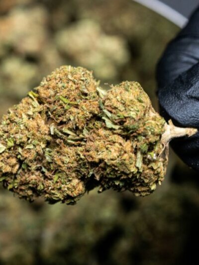 Cannabis Dispensaries